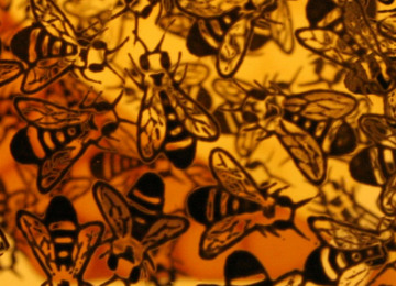 Bee Cabinet interior close up 1.jpg